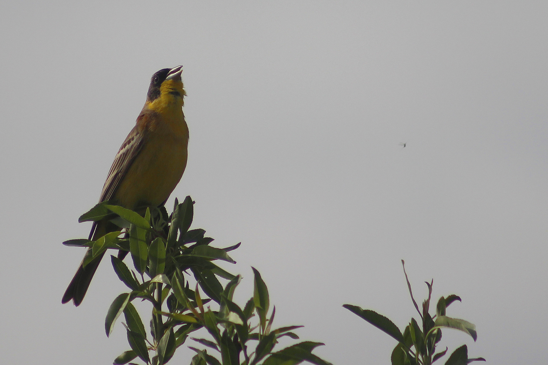Black-headed Bunting